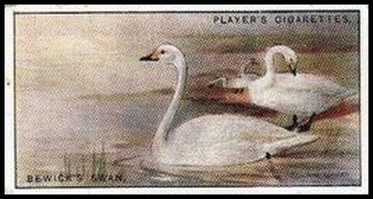 46 Bewick's Swan